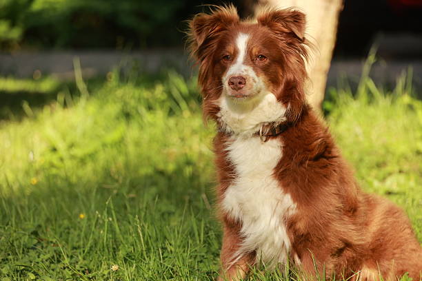 istock Brown and white dog is sitting in the grass 2221366177