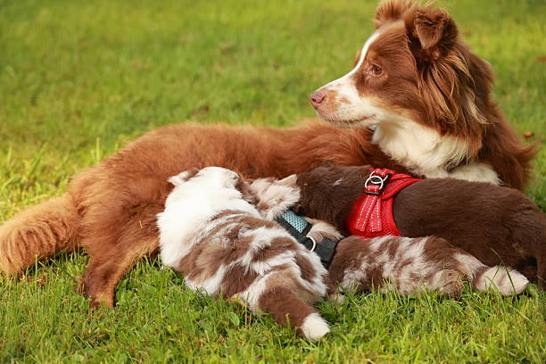 istock Dog is laying on the grass with three puppies 2221366910