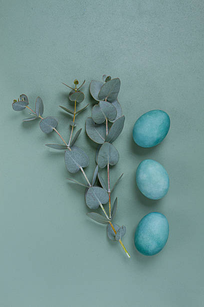 istock composition of eucalyptus leaves and turquoise colored eggs, on a gray background, Easter card, top view, no people, 2221367032