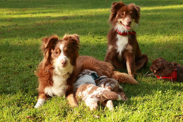 istock Three brown and white dogs are laying on the grass 2221367664