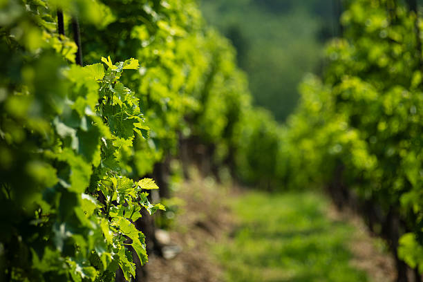 istock Vinice Svate Klary / St. Claire's Vineyard, Prague, Czech Republic 2221367708