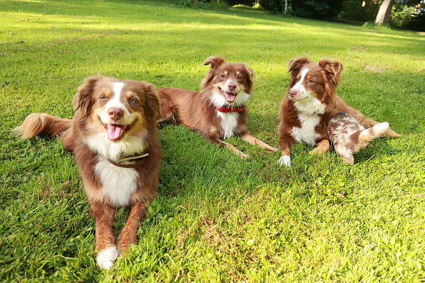 istock Three dogs are laying on the grass in a park 2221367948