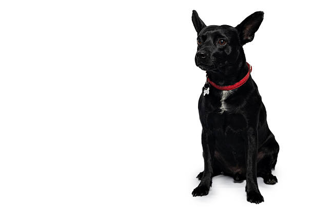 istock Black dog wearing red collar sitting sideways against white backdrop 2221368233