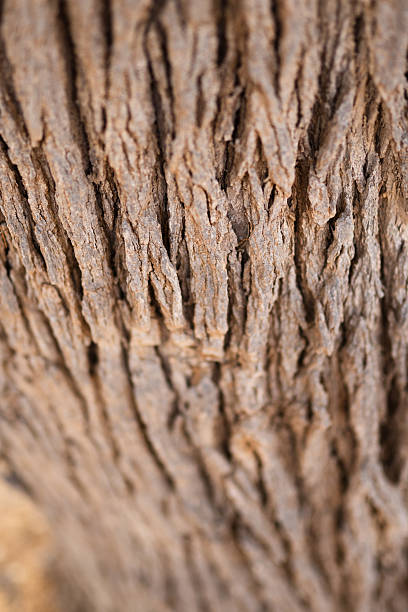 istock Bark of tree. Seamless brown tree bark texture 2221369125
