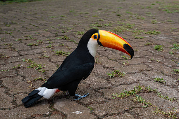 Keel billed or Rainbow Toucan in a Costa Rican rainforest