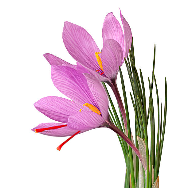 istock Two saffron flowers opening their petals 2221376044