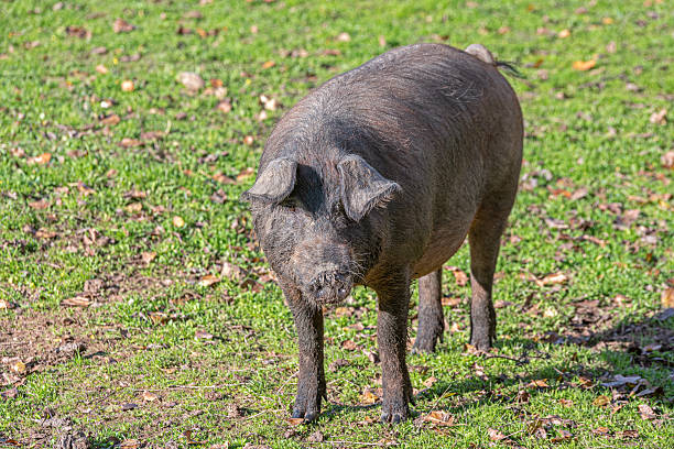 istock Iberian pig in the meadow, curious gaze 2221376110