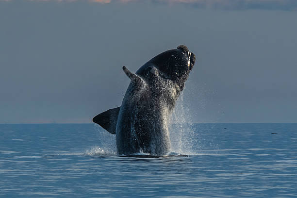 Whale jumping, Peninsula Valdes, Patagonia Argentina