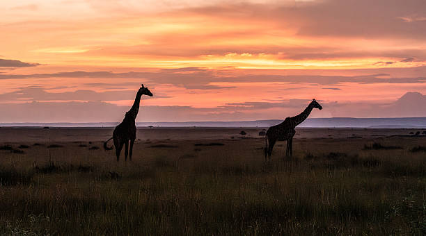 istock Giraffes at Dusk in Masai Mara 2221376592