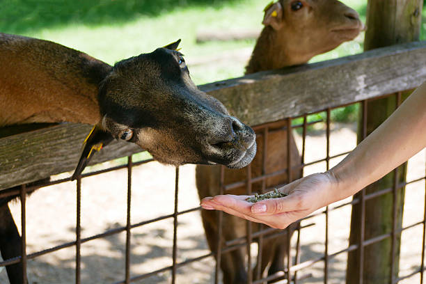 A woman feeds a goat from her hand.