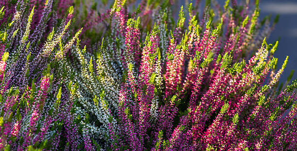 istock Calluna vulgaris (binomial name), common heather, ling, or simply heather 2221376923