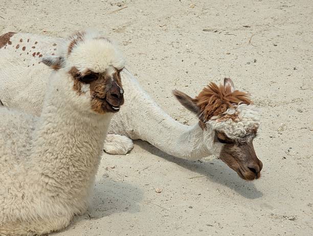 Several alpacas lie peacefully on a grassy field, their soft wool catching the sunlight. Surrounded by open space and gentle hills, they rest calmly, enjoying the warmth and quiet of the day.