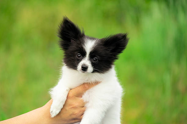 istock Papillon Puppy in Hands 2221379190