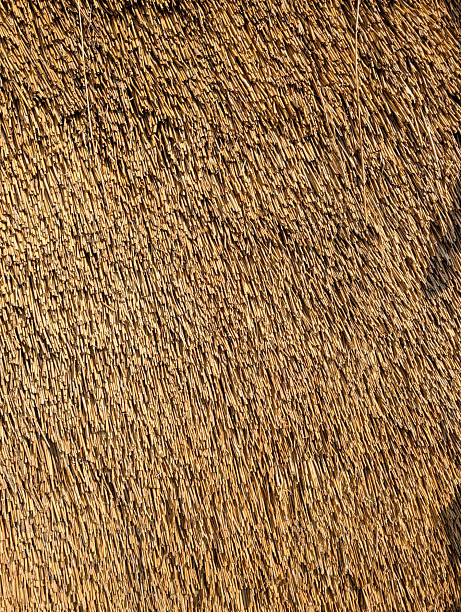 istock thatched roof. Straw texture close up 2221379468