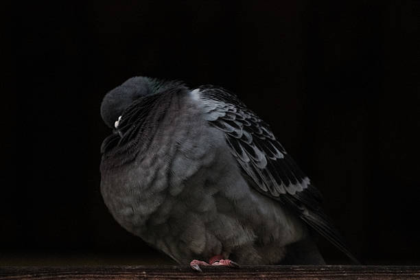 Pigeon in the Dark