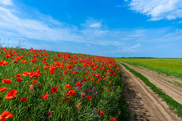 istock Poppy blossoms sway gently in the open field 2221382619