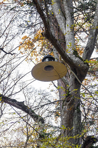 istock Bare tree branches, yellow and green sparse leaves. An old street lamp with a light bulb hangs on a branch. Autumn sky in the background 2221385629