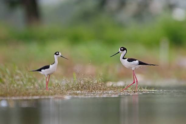 istock Black-necked Stilts in Floodwaters 06 2221391283