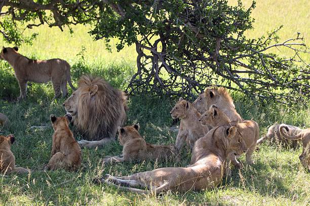 istock Majestic Lion Pride Resting Under Shady Tree 2221395595