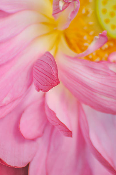 istock blossoming lotus flowers in pond 2221400521