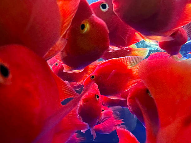 Close up aquarium and fish