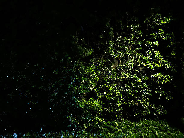 Tall green hedge wall by roadside in Bangkok, Thailand