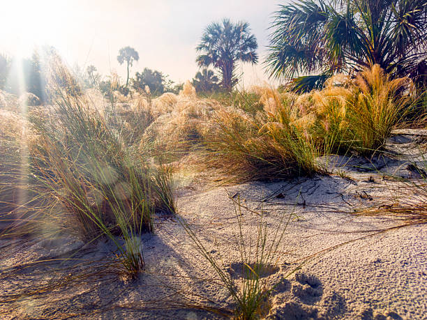 Close up shiny bushes on beach in Sarasota, Florida