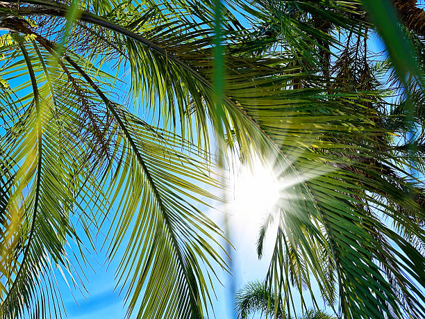 Close up palm tree leaves over blue sky with shining sun in  Florida