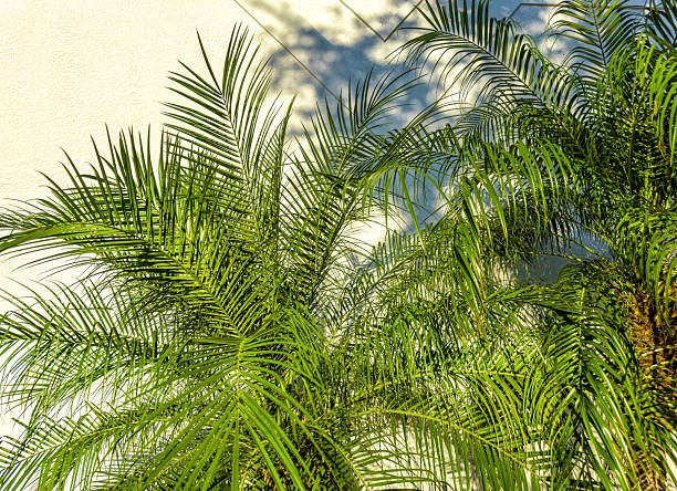 istock Shiny palm tree leaves over building exterior wall 2221405606