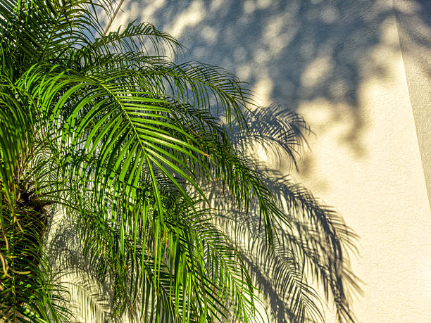 istock Shiny palm tree leaves over building exterior wall 2221405626