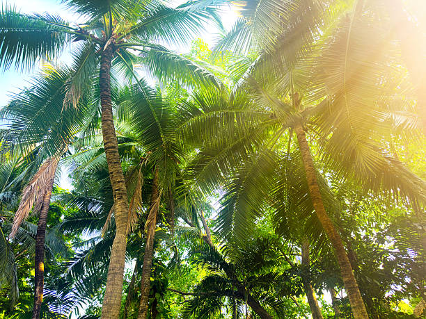 Low angle palm trees in Bangkok, Thailand