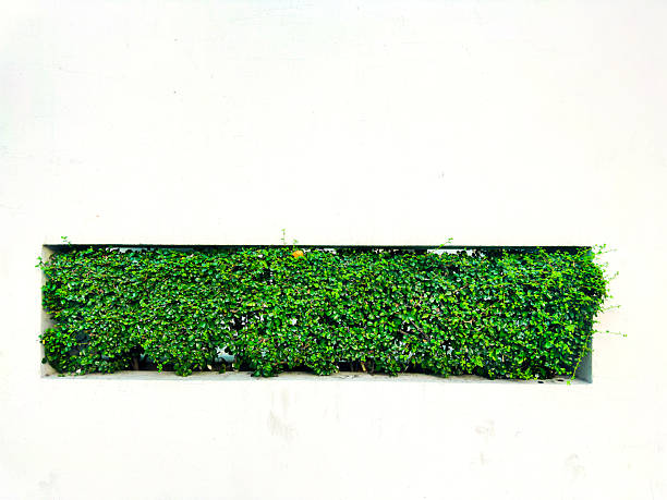 Close up concrete wall and flowerpot in Bangkok, Thailand