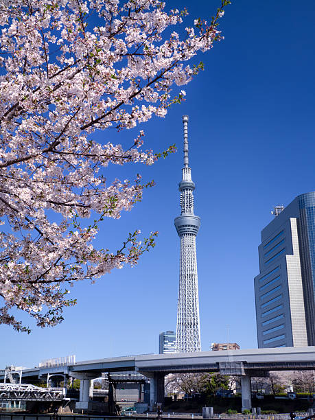 Sumida Park with cherry blossoms in full bloom and Tokyo Skytree, Tokyo