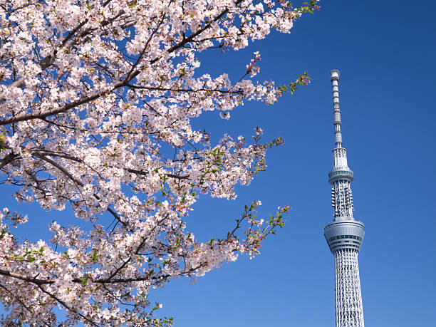 istock Sumida Park with cherry blossoms in full bloom and Tokyo Skytree, Tokyo 2221406567
