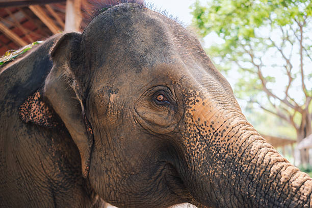 istock Closeup of asian elephant face standing under natural light 2221412296