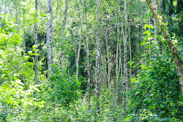 A Dense Birch Forest Showing the First Signs of Autumn