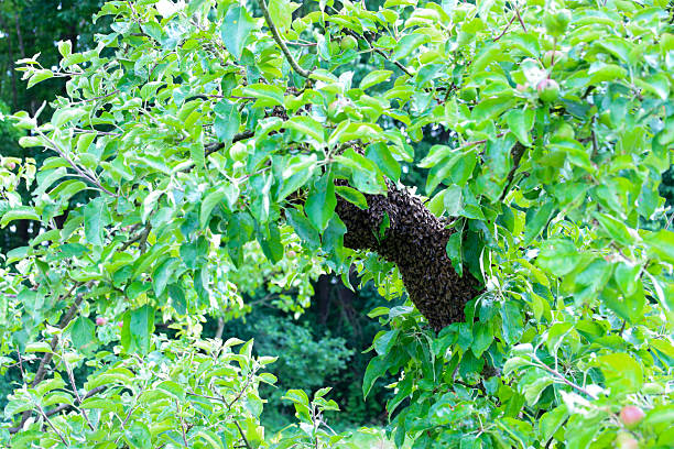 istock A large bee swarm is densely located on a fruit tree branch, surrounded by fresh, bright green leaves. This natural moment demonstrates the dynamics of a bee swarm in a rural garden in Ukraine, emphasizing the harmony of nature. 2221414202
