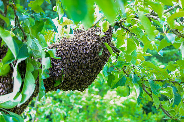 istock A natural bee swarm tightly covers a fruit tree branch, surrounded by fresh green leaves on a sunny summer day. This fascinating scene demonstrates the amazing behavior of bees in Ukraine's natural environment, highlighting their important role in the eco 2221414203