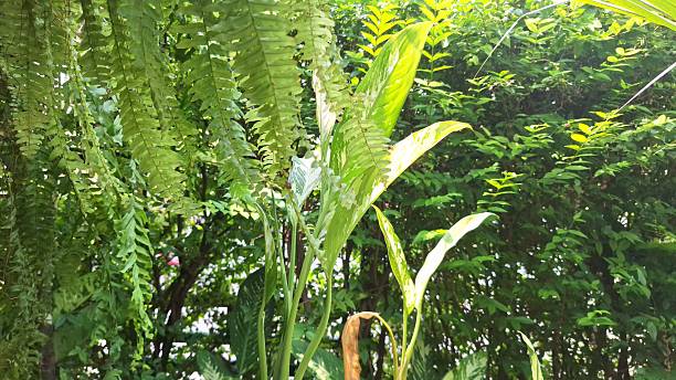 istock Sunlit Tropical Foliage Dancing in a Lush Green Garden 2221414903
