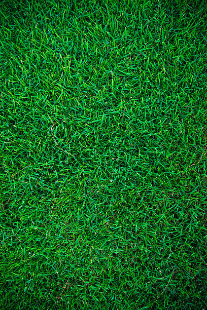 istock Green grass natural background texture from above. 2221414988