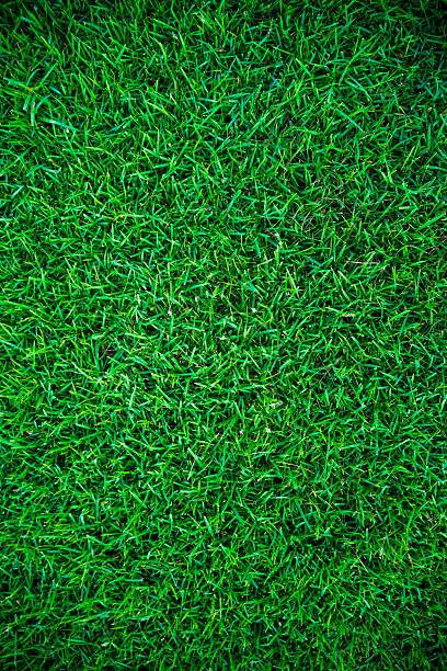 istock Green grass natural background texture from above. 2221415102
