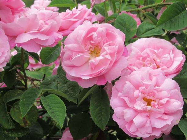 istock Pretty Bright Close-up Pink Roses 2221419110