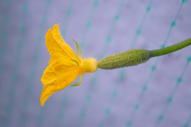 Young green cucumber with a flower. Young green cucumbers in the greenhouse.