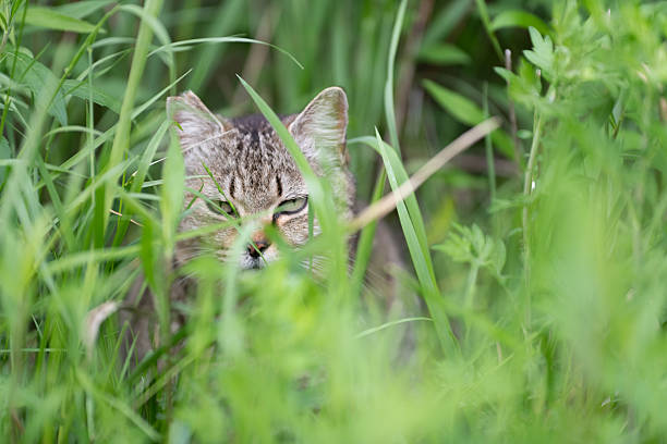 Cat lying in the grass on a meadow