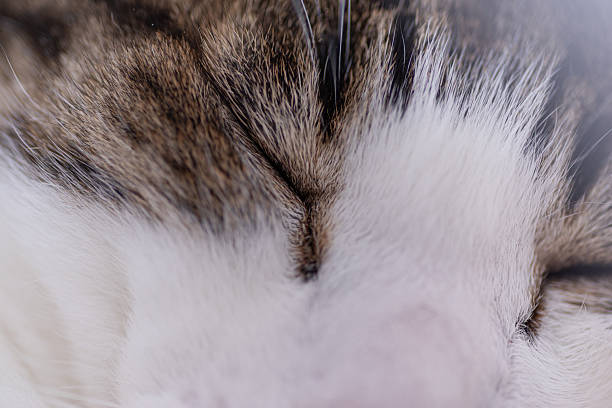 istock Cat's face photographed with a macro lens 2221420411