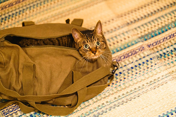A curious tabby cat peeking out from inside a khaki-colored duffel bag placed on a woven rug. Captures a playful and cozy moment in a domestic setting.