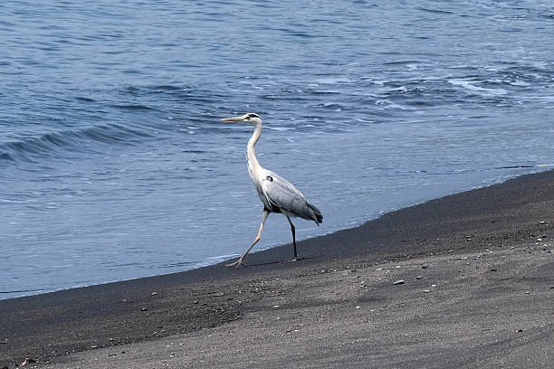 Heron standing on the shore at a black sand beach in southern Kyūshū, Japan.
