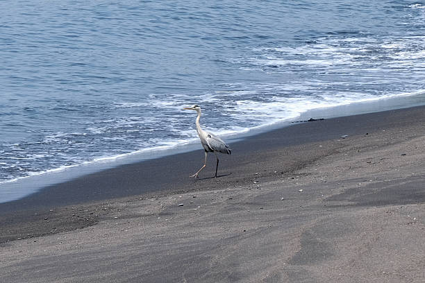 Heron standing on the shore at a black sand beach in southern Kyūshū, Japan.