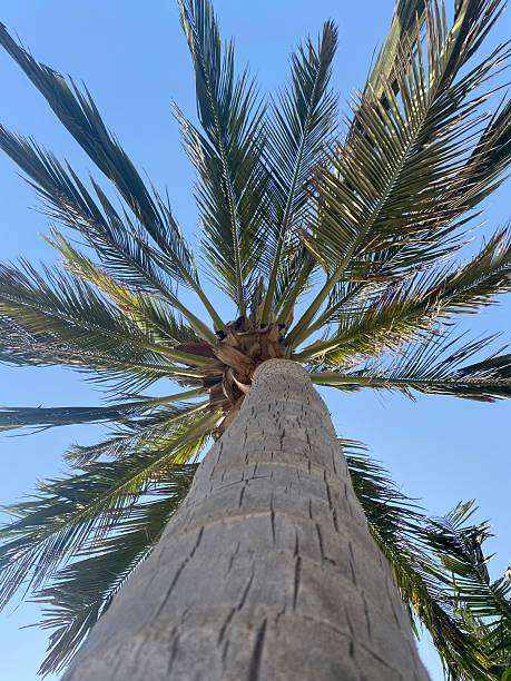istock Close view of the palm trees 2221429119