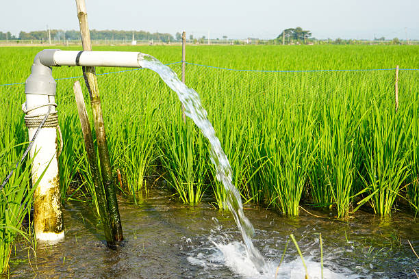 istock Irrigation of rice fields using pump wells with the technique of pumping water from the ground to flow into the rice fields. Pumping water through plastic PVC pipes from underground using electric. 2221430880